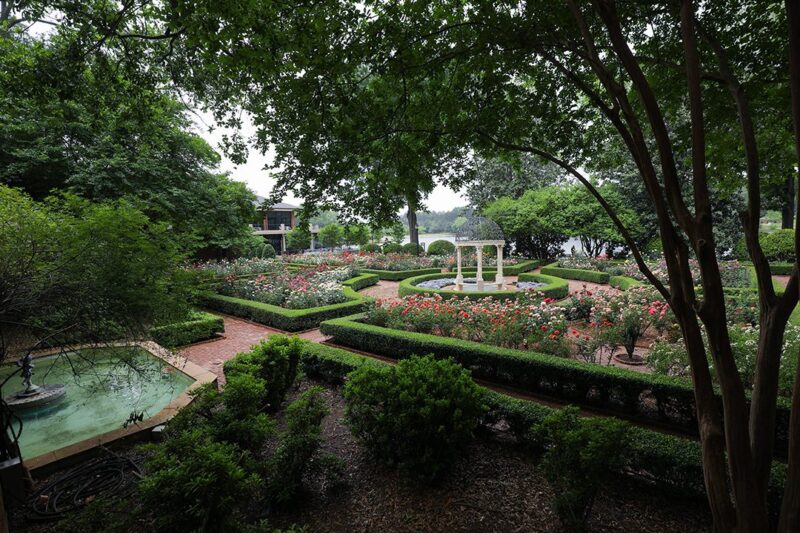 A distant view of the Furman rose garden in the summer