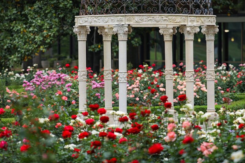 A pergola centered in the middle of the Furman rose garden
