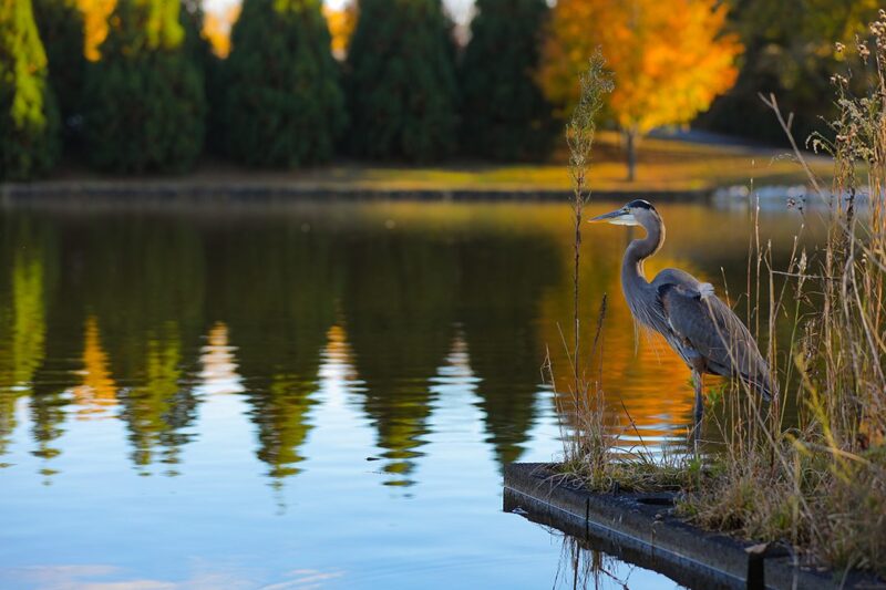 A great blue heron resting at the edge of Furman lake