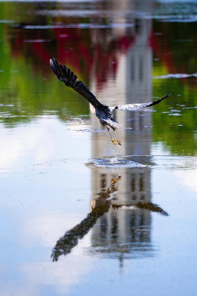 Bird soaring