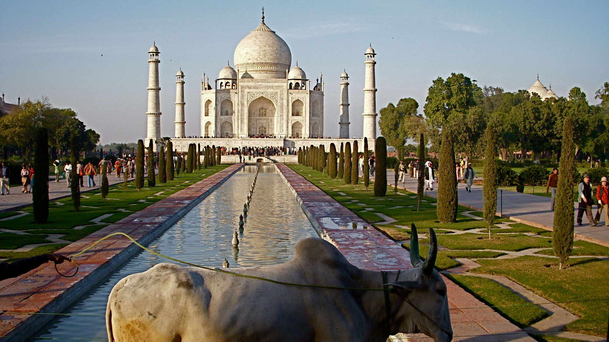 View of the Taj Mahal, with a cow walking in front of it