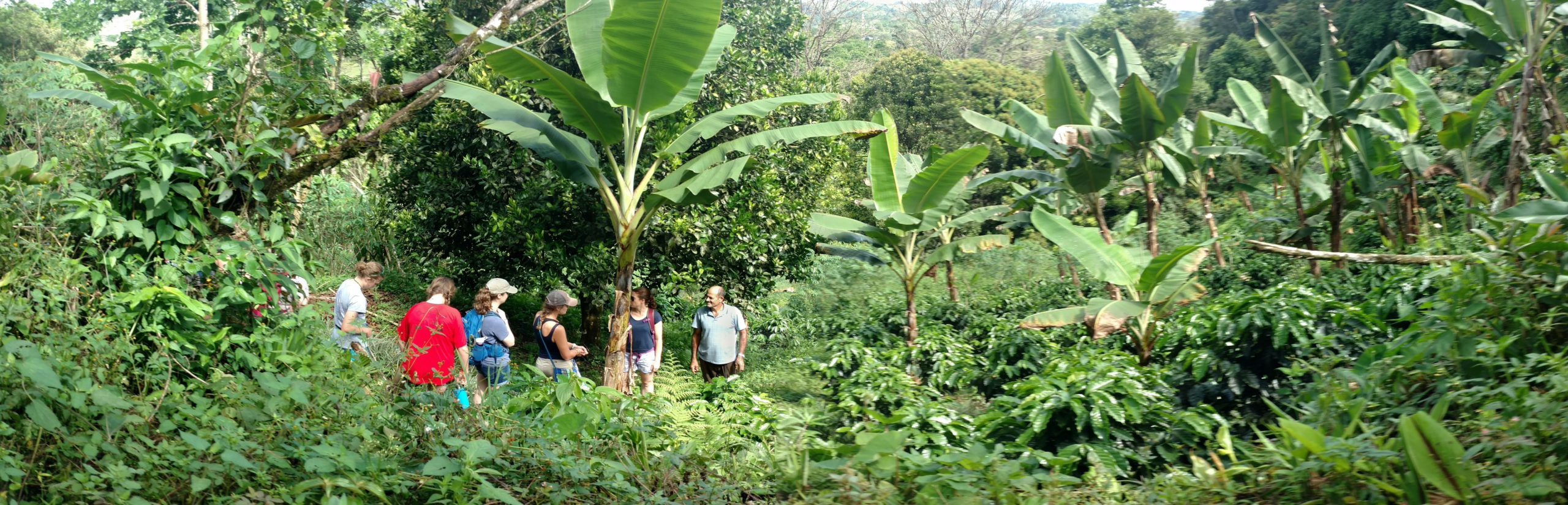 Students at coffee farm