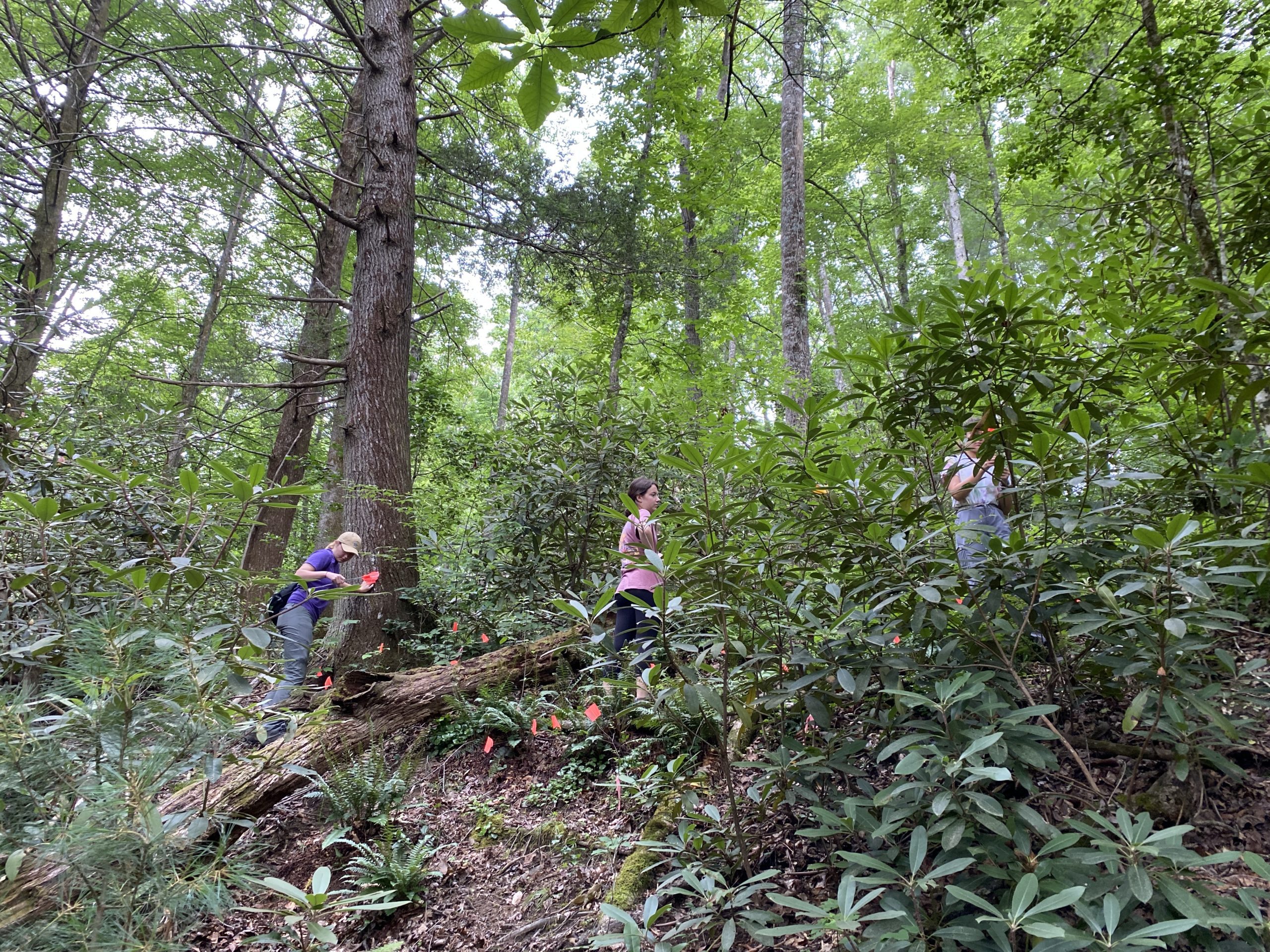 Lauren Eberth '22, Skyler Fox '22, and Calla Pedersen '22 at Pisgah National Forest