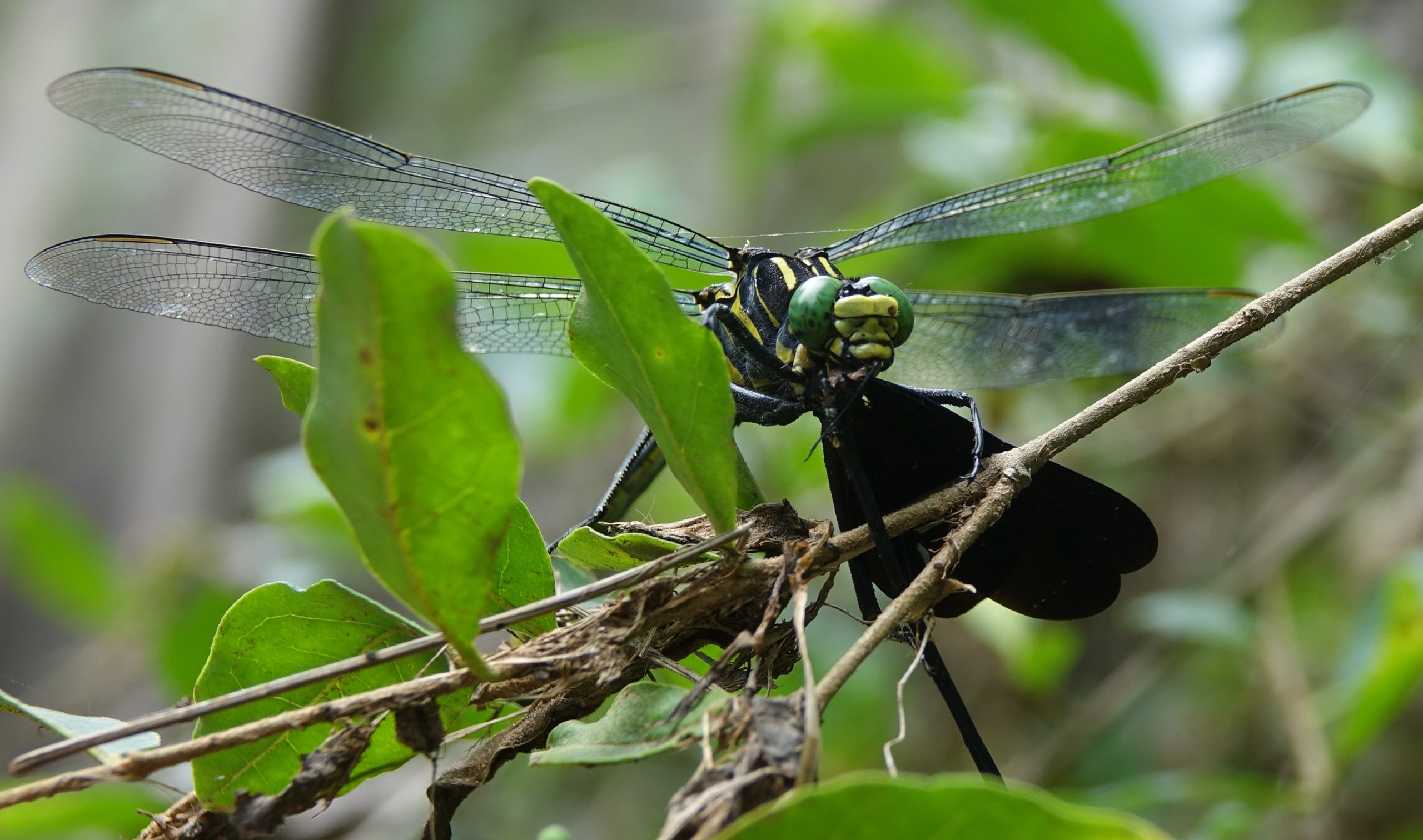 Dragonflies as an Indicator Species with Dr. Wade Worthen Hero Image