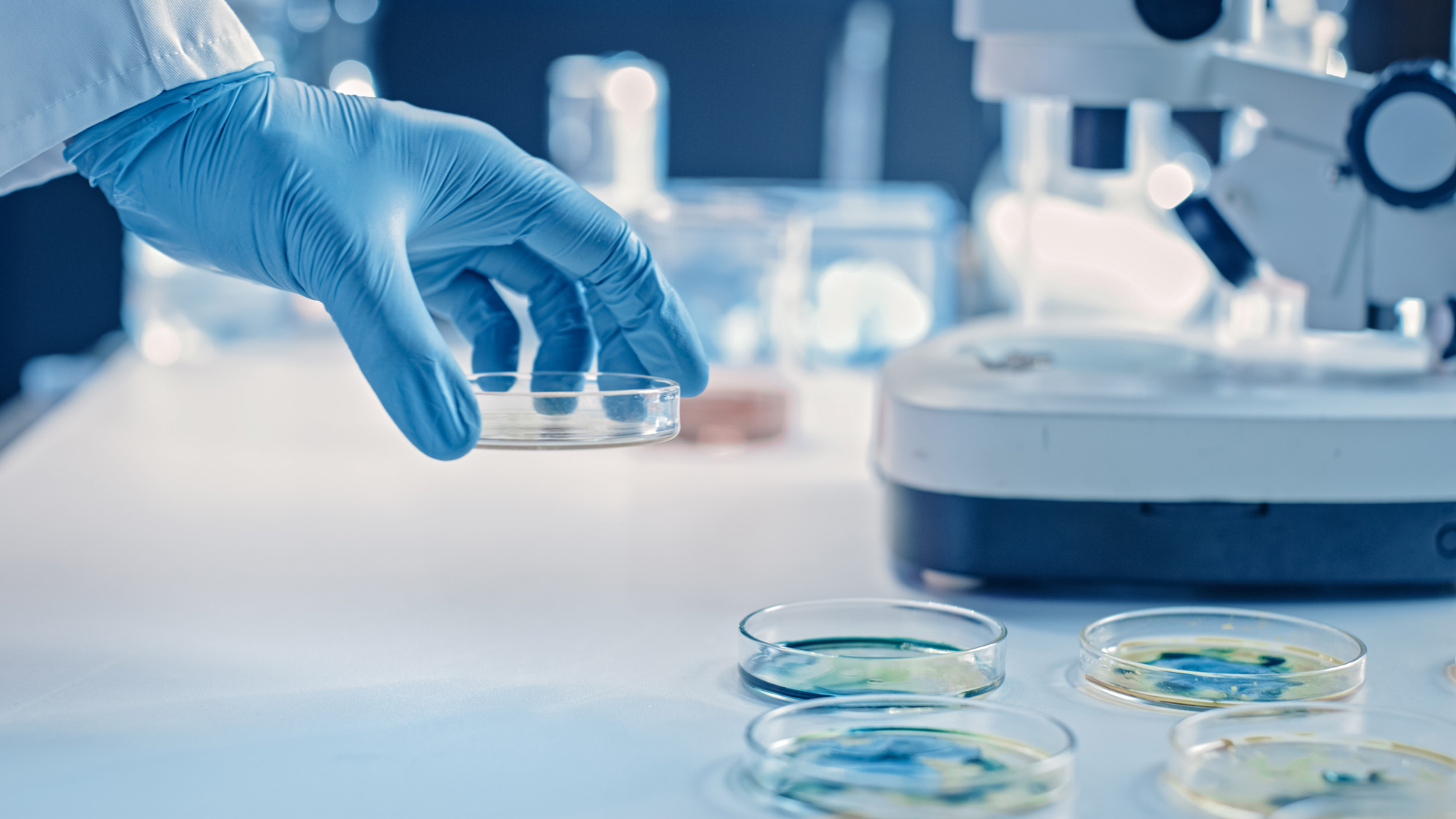 Petri dishes in lab