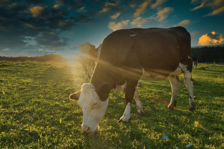 Regenerative agriculture is important for climate change and population growth