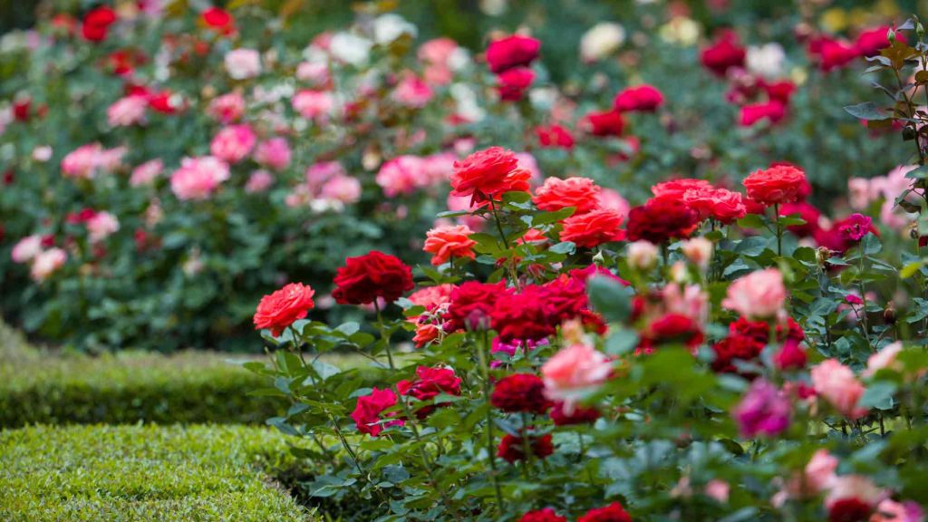Rose garden in bloom