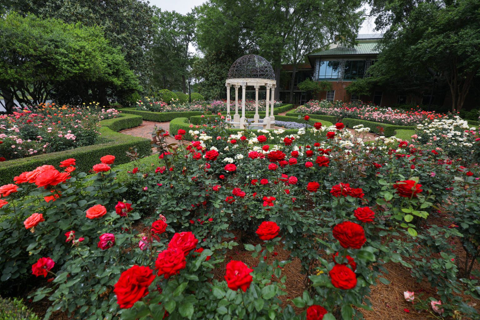 Furman rose garden in spring