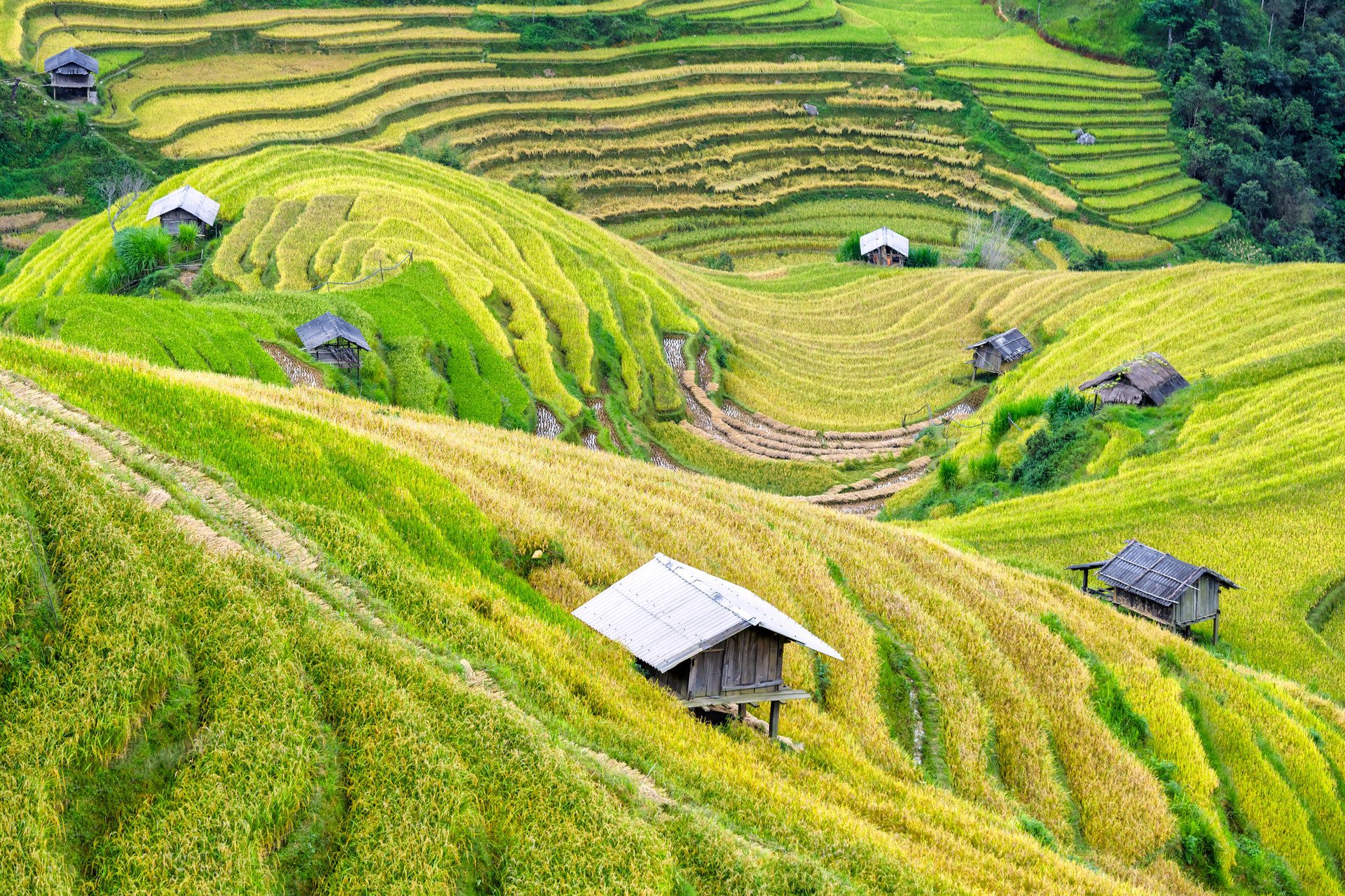 Farm in Vietnam