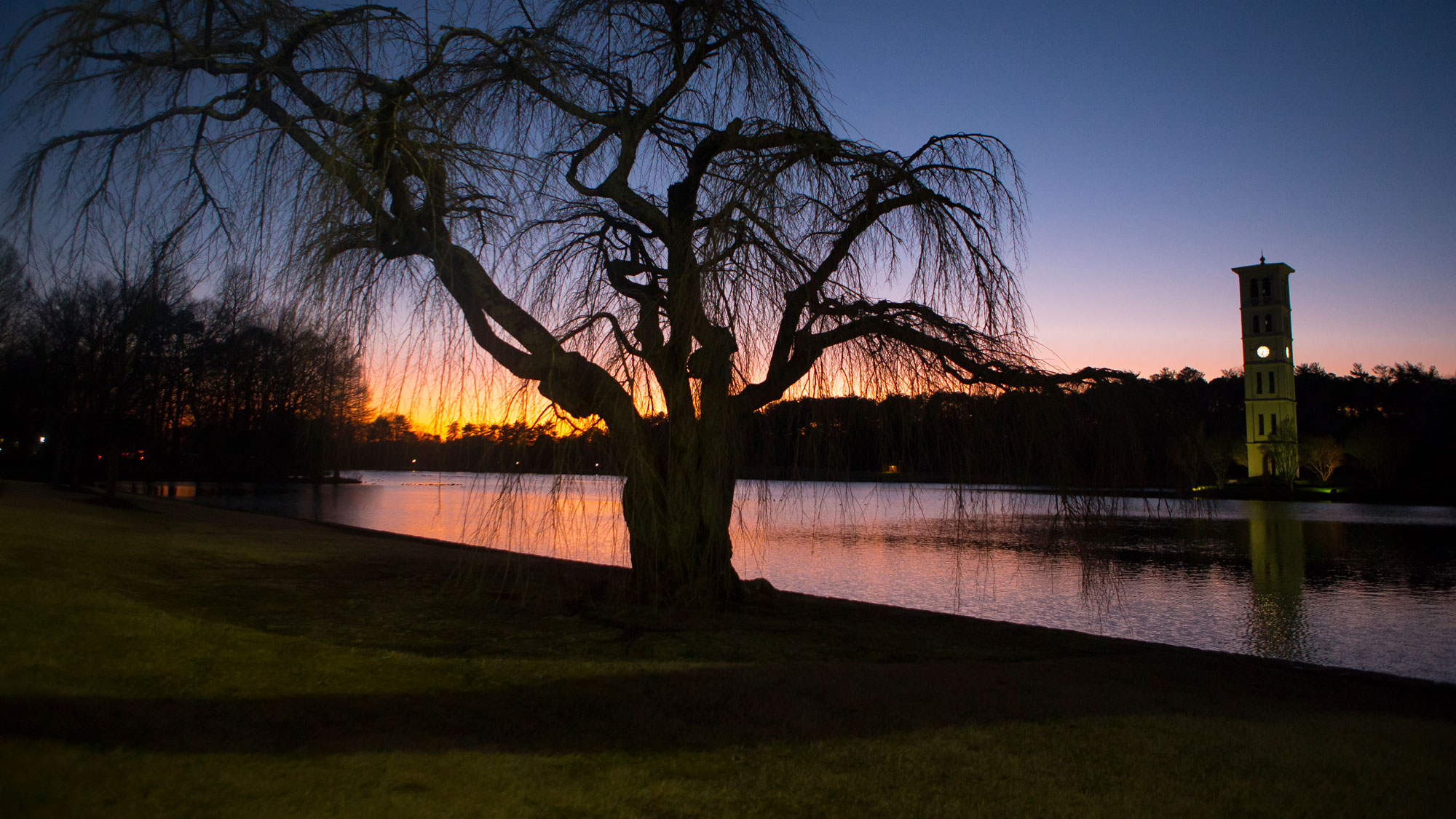 Sunset behind large tree on lake