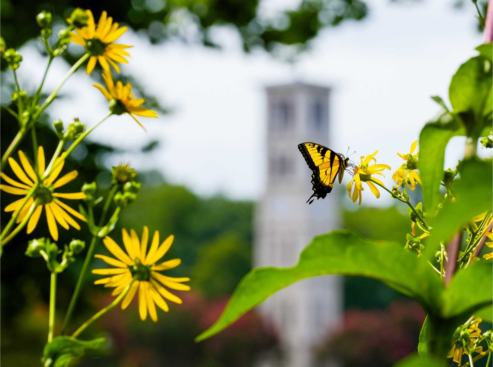 A butterfly lands on a flower on the banks of Furman Lake with the Bell Tower in the background on Tuesday, August 6, 2024.