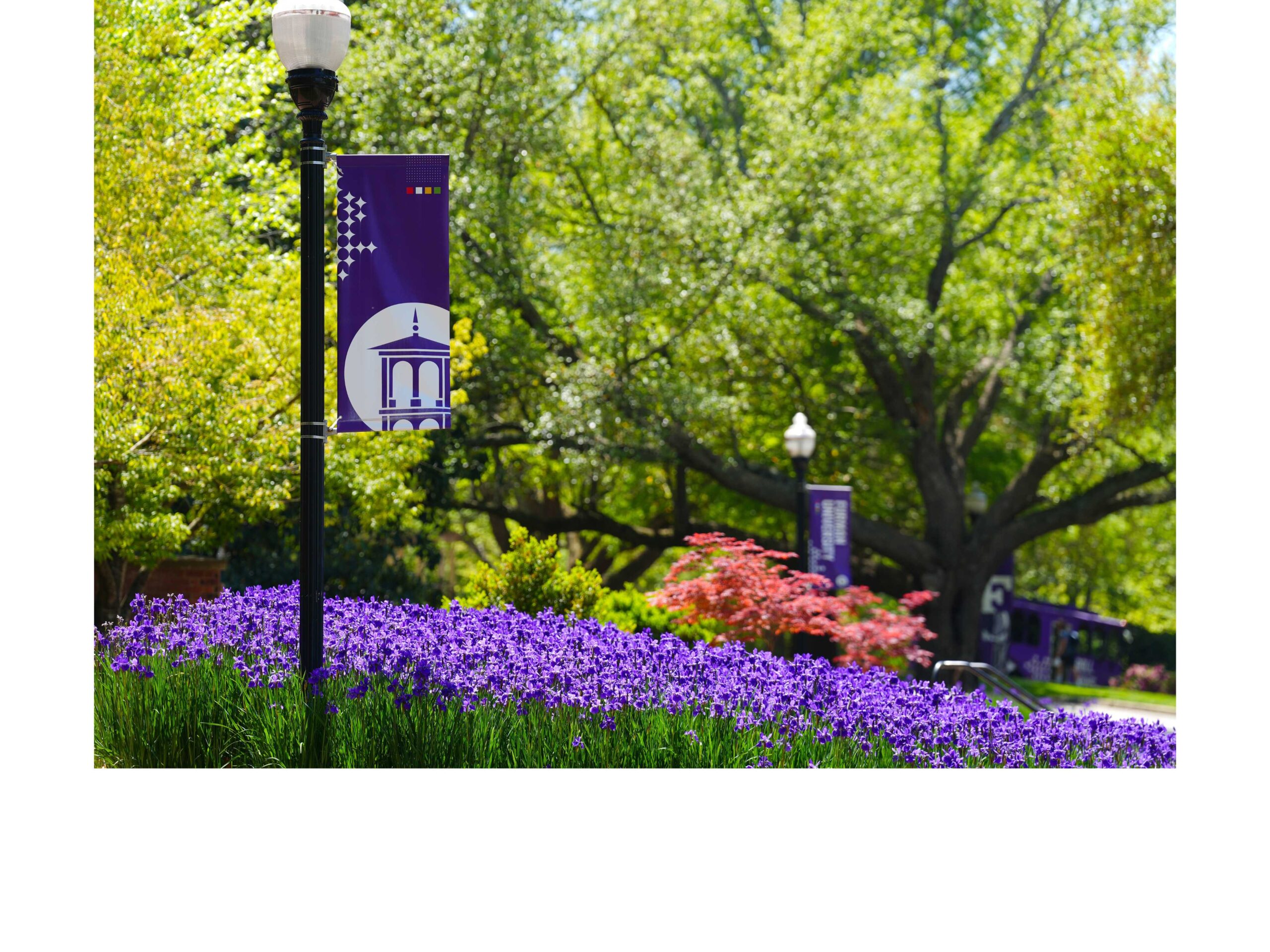 Purple flowers and purple Furman flag