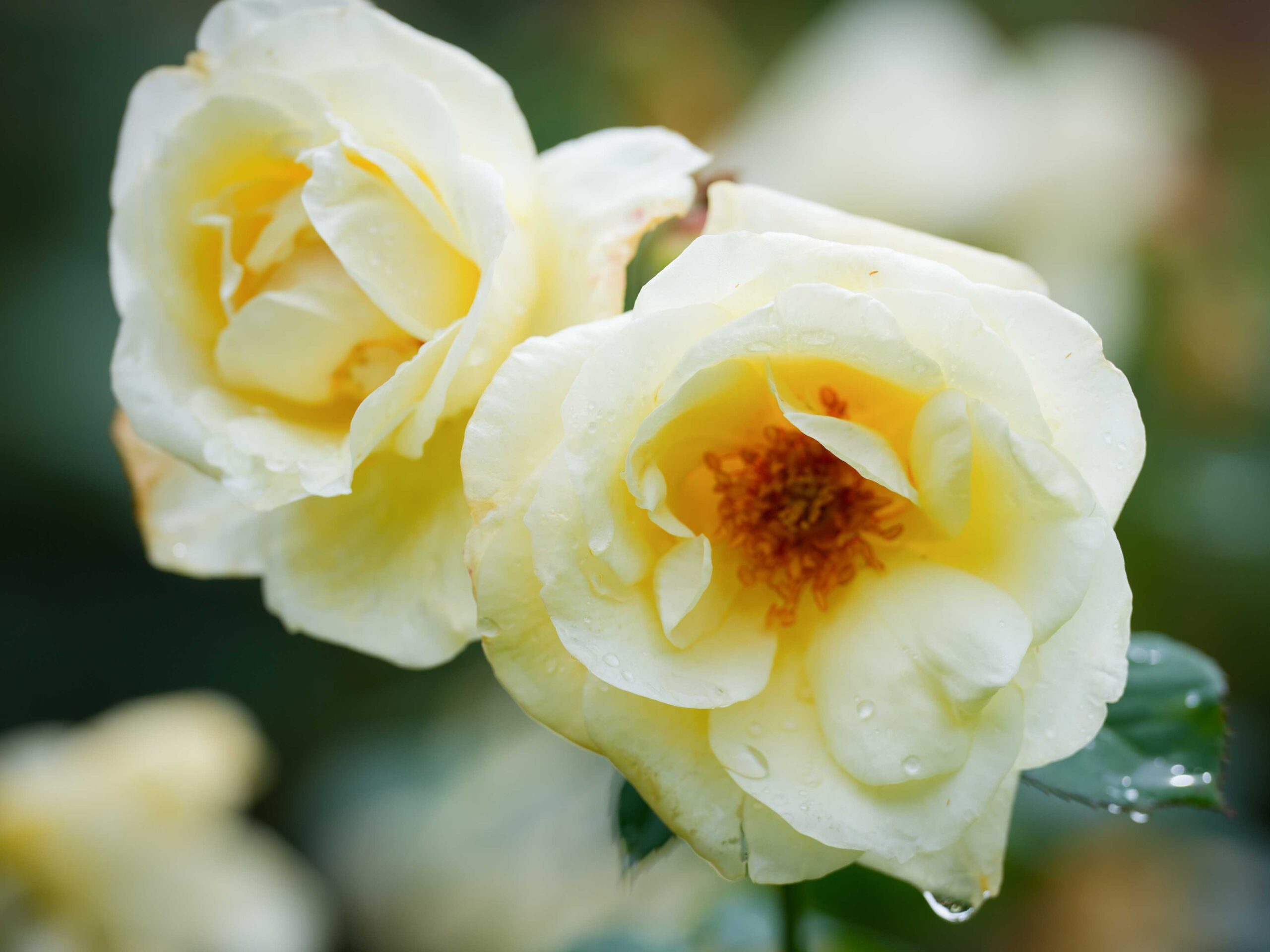 Janie Earle Furman Rose Garden on Thursday, May 9, 2024.