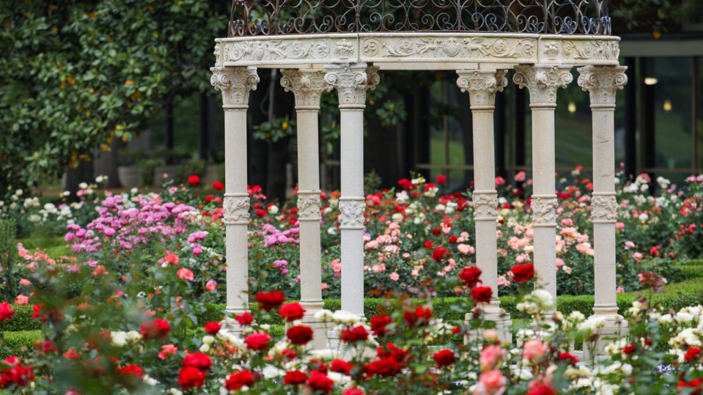Rose garden with view of structure