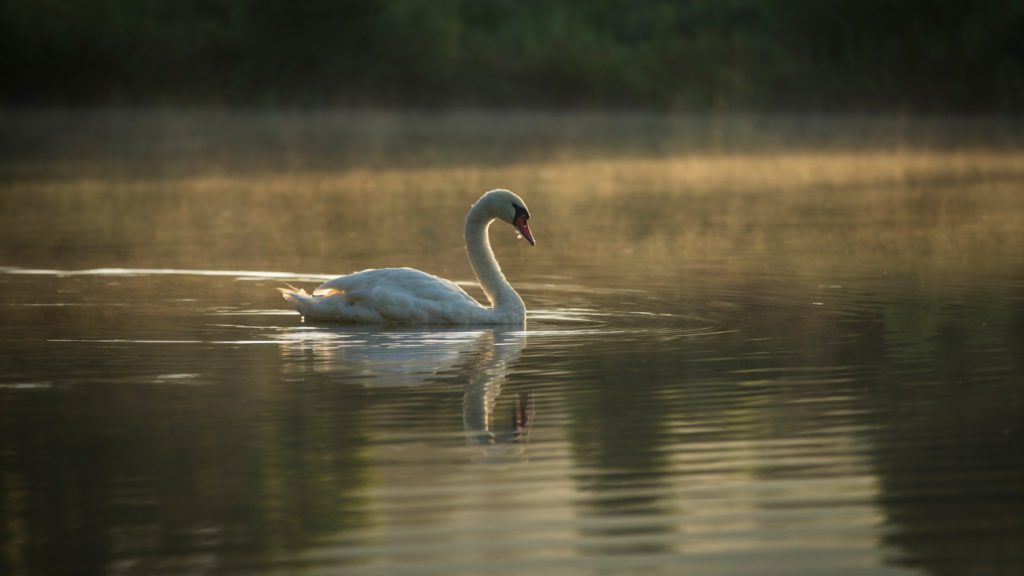 Swan swimming in the lake at dusk