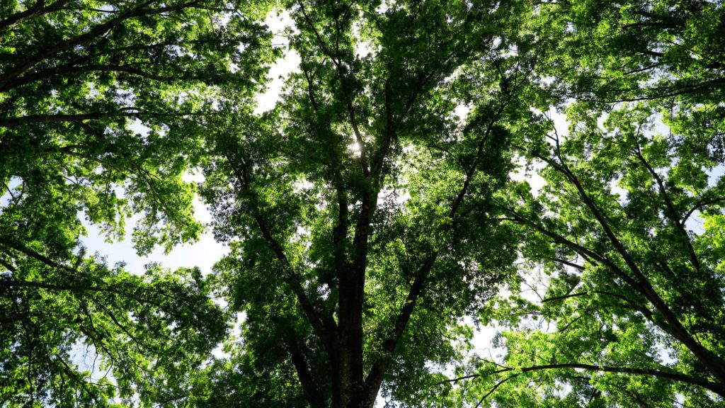 Tree canopy on campus