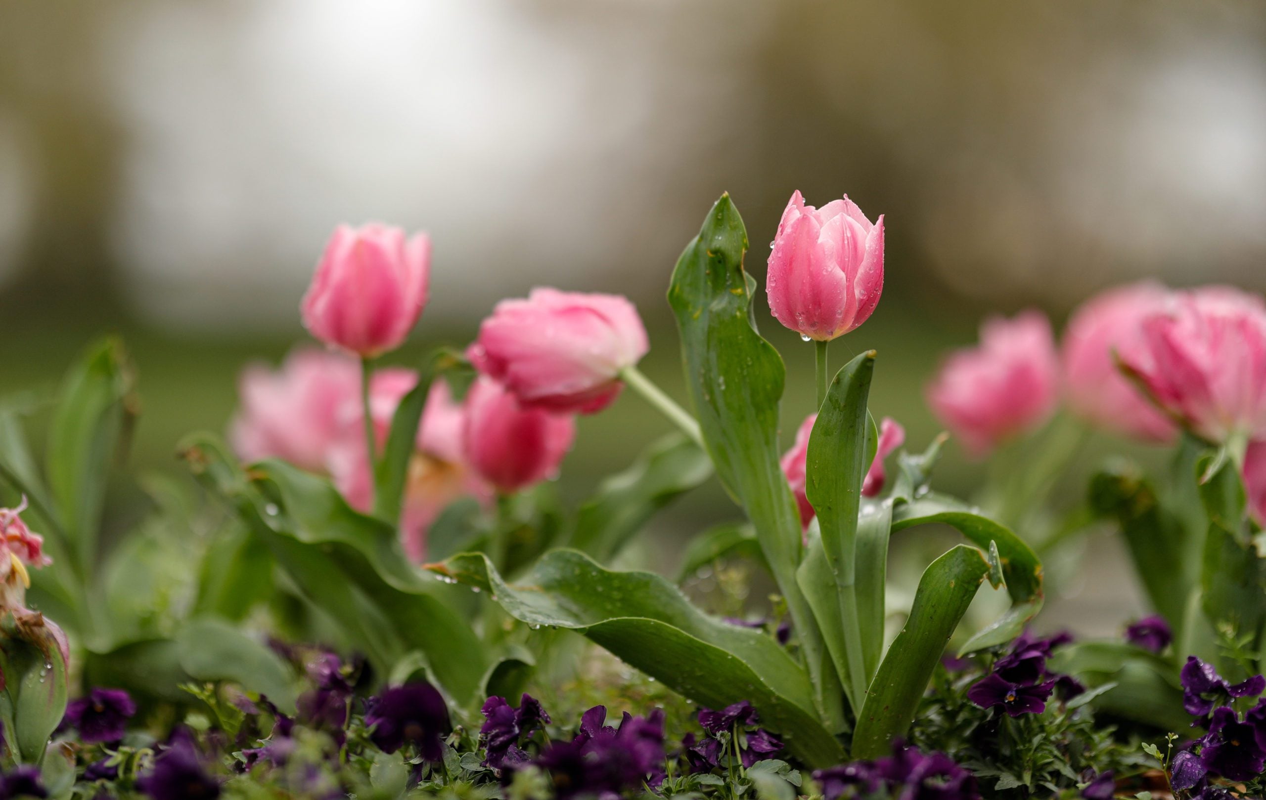 Pink tulips in bloom