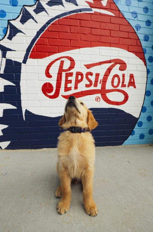 A gold retriever puppy barks in front of a Pepsi mural.