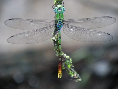 A tight shot of a mostly green dragonfly