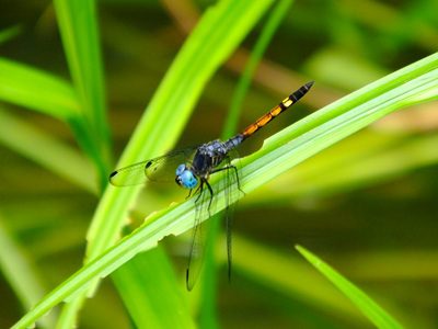A dragonfly rests on a long leaf.