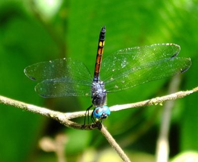 A dragonfly on a twig with abdomen pointed skyward.