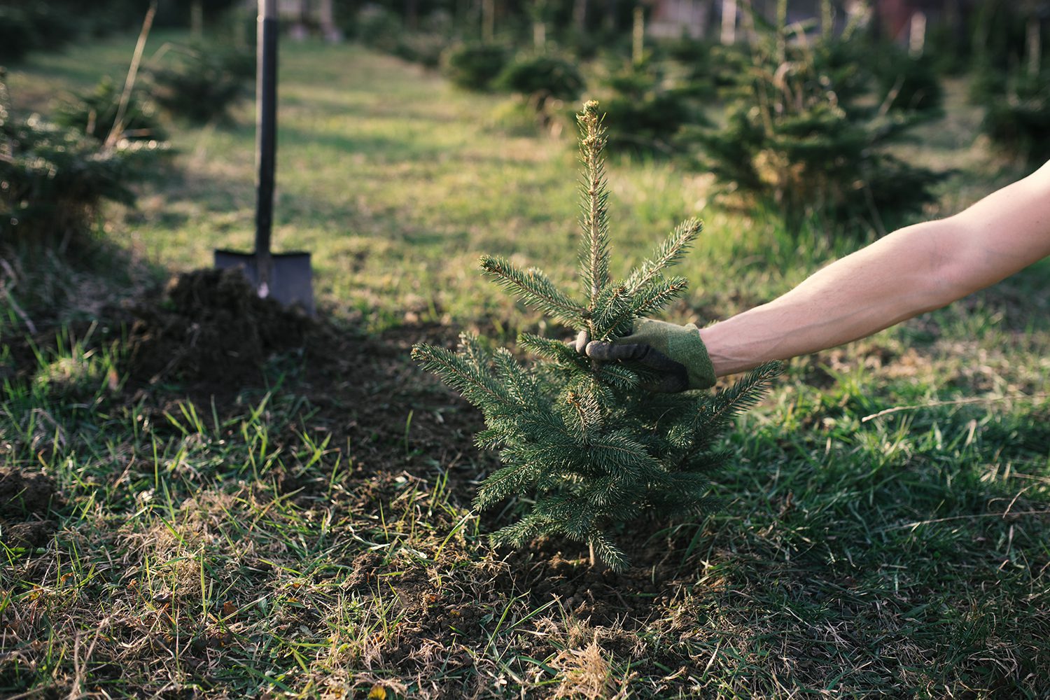 Photo of someone planting a small Christmas tree.