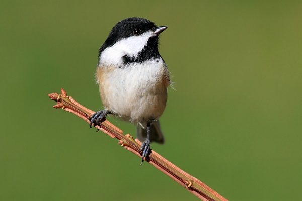 chickadee, sized