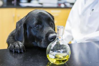black lab looking at glass beaker with gasoline sample