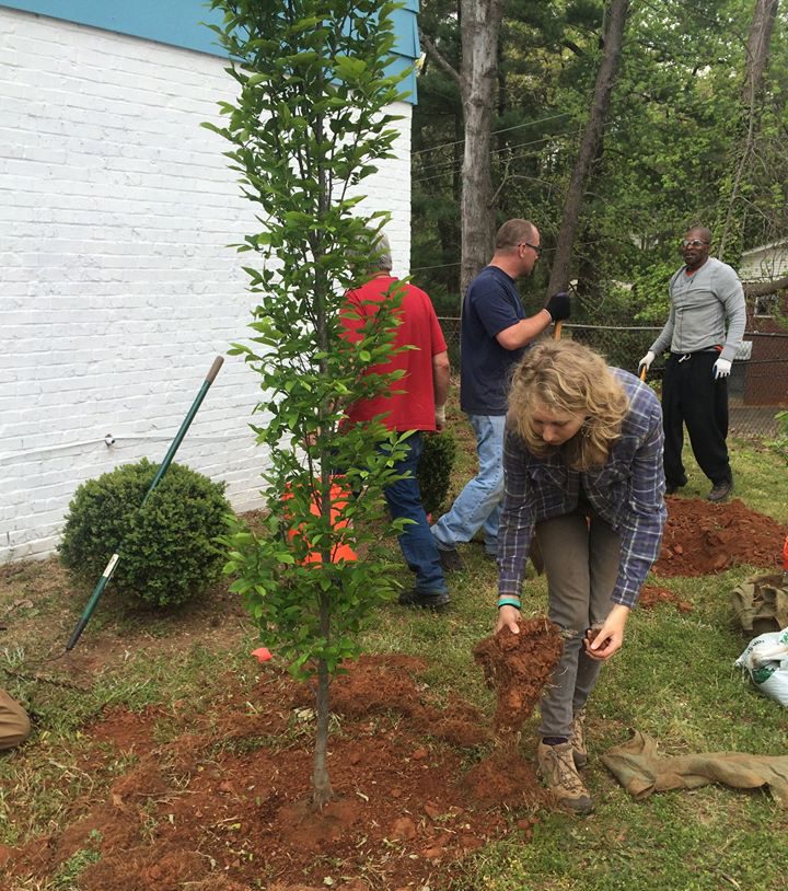 Planting trees at a home in Greenville's Overbrook community.