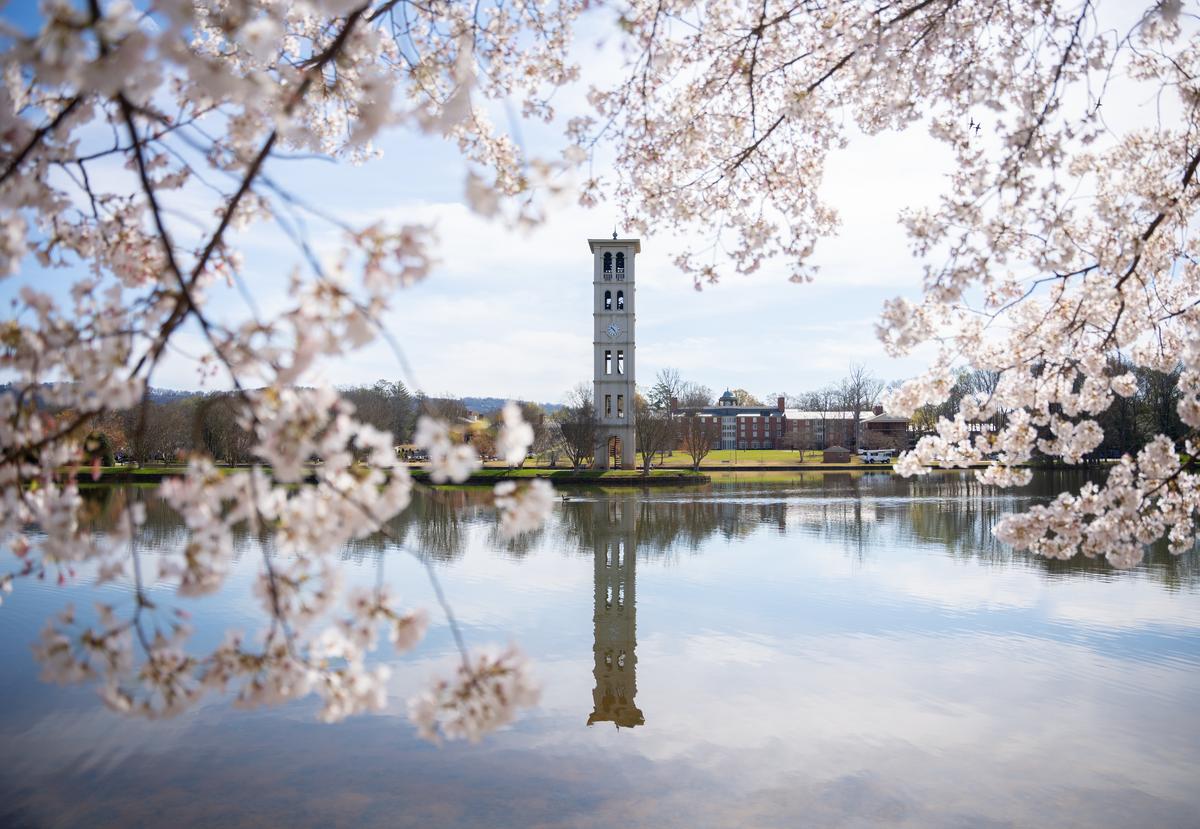 bell tower with flowering tree in foreground, Furman University
