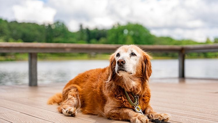 Photo of a small dog with golden hair and a white face.