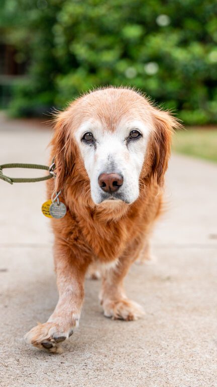 Photo of an small dog with golden hair and a white face.