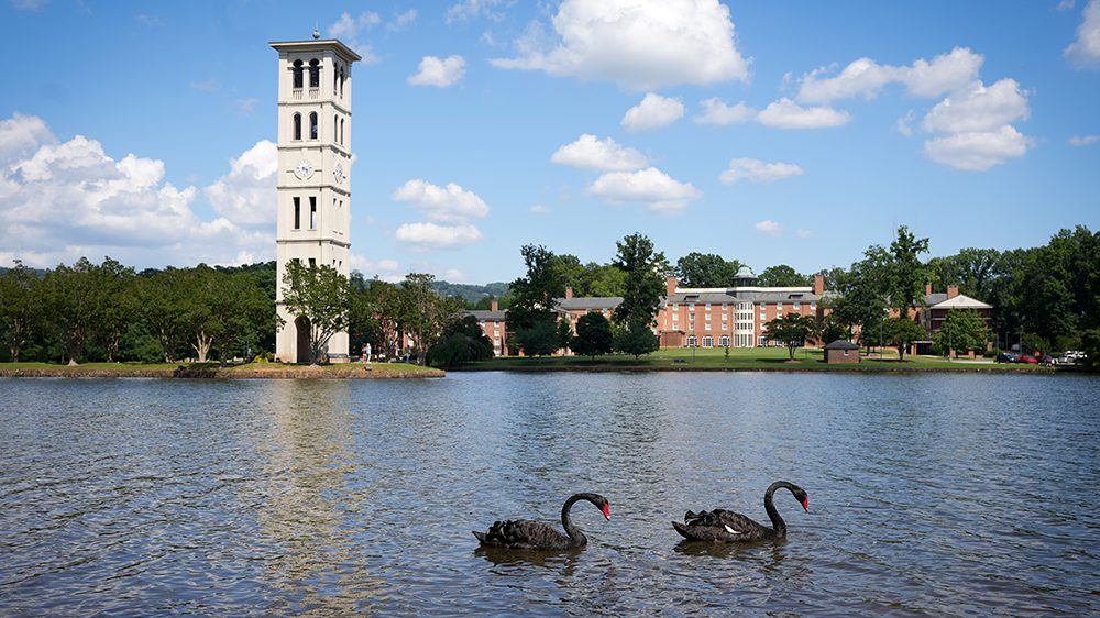 Photo of two black swans on a lake with a bell tower and a mountain in the background.