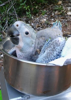great green macaw chick in vessel for weighing
