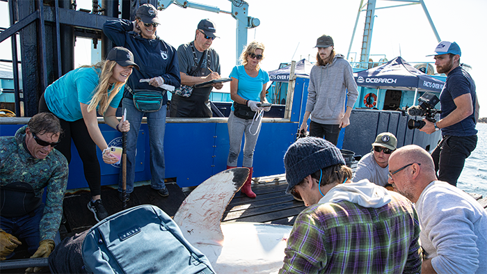 People gather around a shark on the deck of a boat.