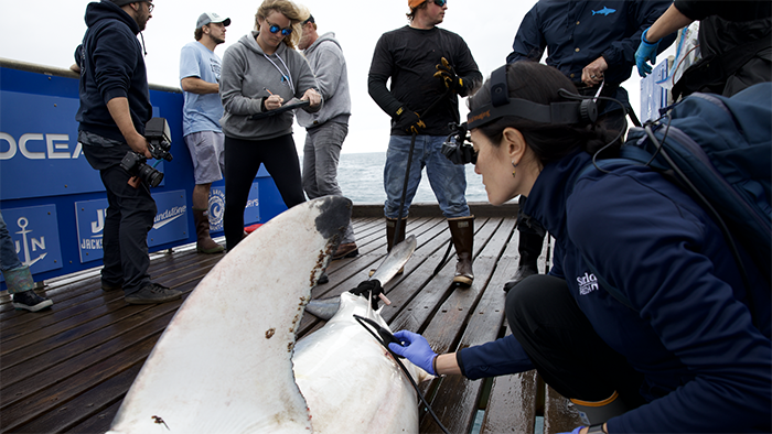 Eight people on the deck of a boat gather around a shark, while one sits next to it with an ultrasound wand on it.