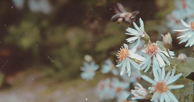 screenshot of bee flying around flowers