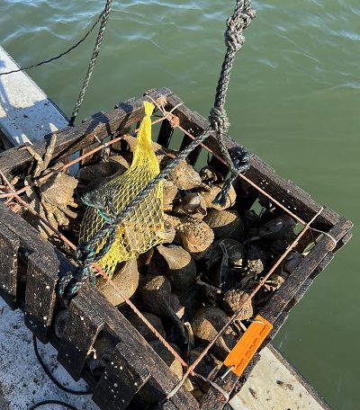 trap containing sea creatures