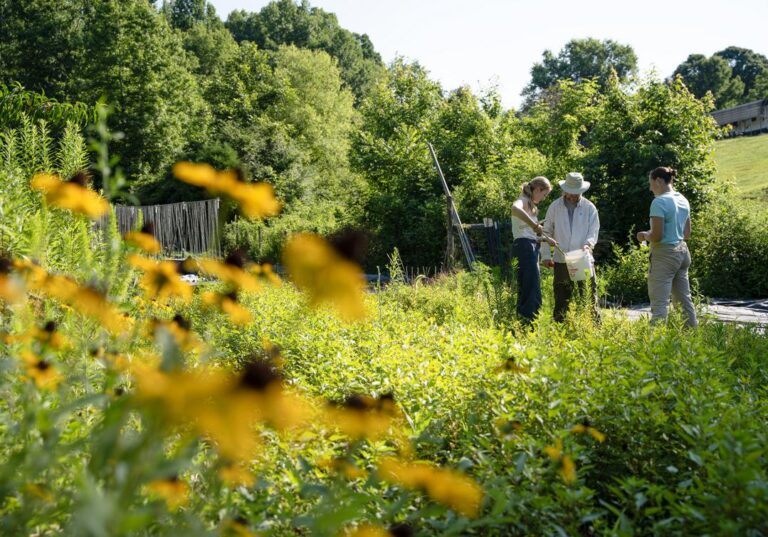 Three people stand in the distance with black eyed Susans blooming in the foreground.