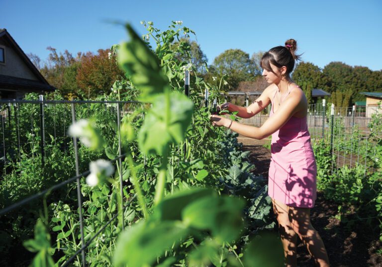 A young woman in a pink dress harvests peas.