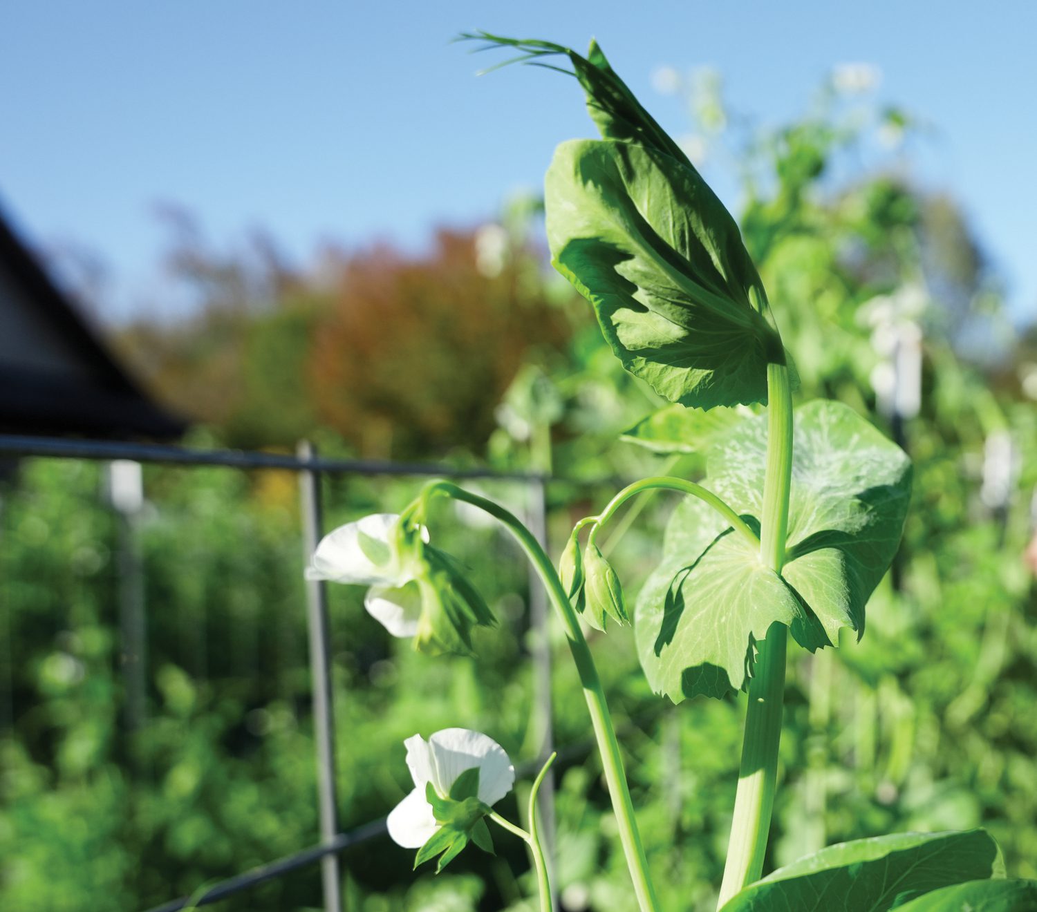 Summer Marsden cuts peas from a trellis at the Furman Farm on November 11, 2024. Photo by Nathan Gray