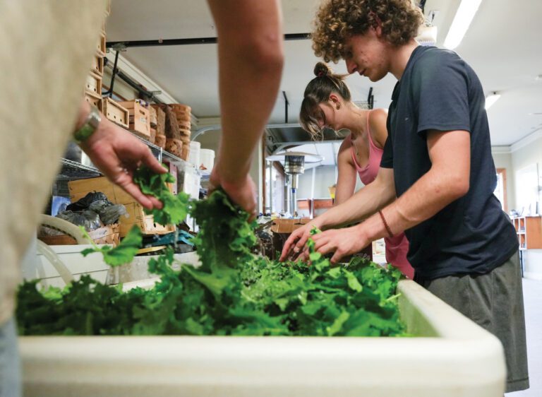 Students wash kale in white bins.