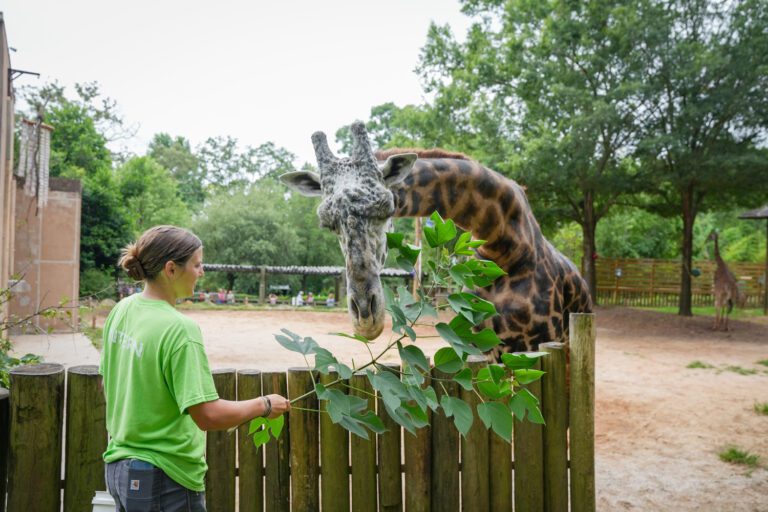 Greenville Zoo intern walks on the wild side - News