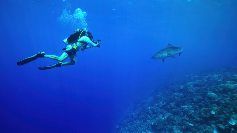 A man in scuba gear dives in the ocean, photographing a shark with an underwater camera as they swim above a reef.