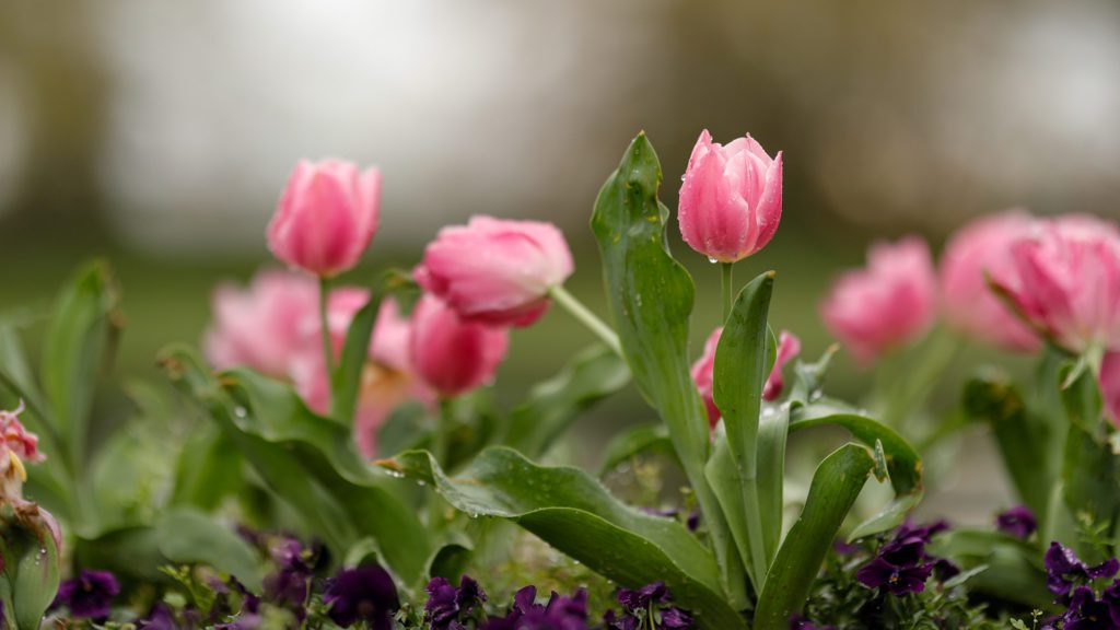 Pink tulips in the soil