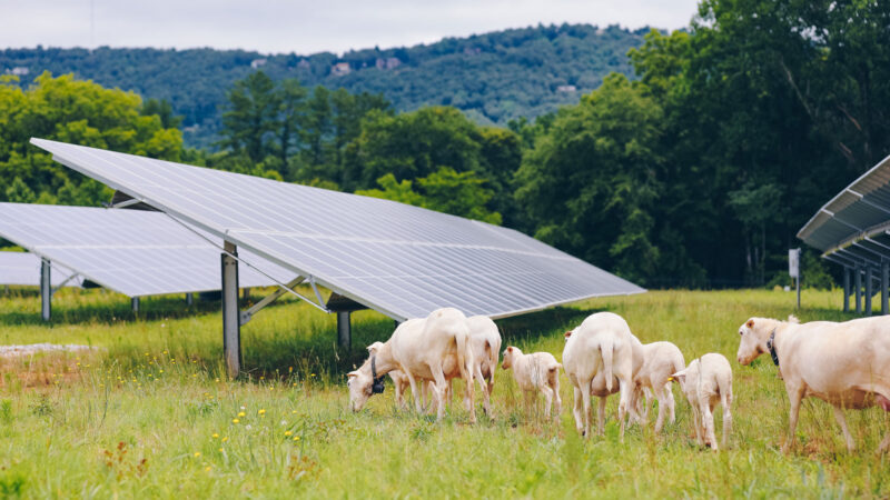 Lambs and sheep grazing alongside the solar panels on the Furman farm