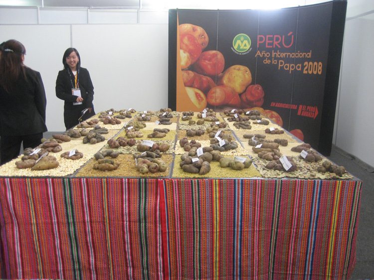 As Peru’s most important crop, 2008 was coined the “Year of the Potato”