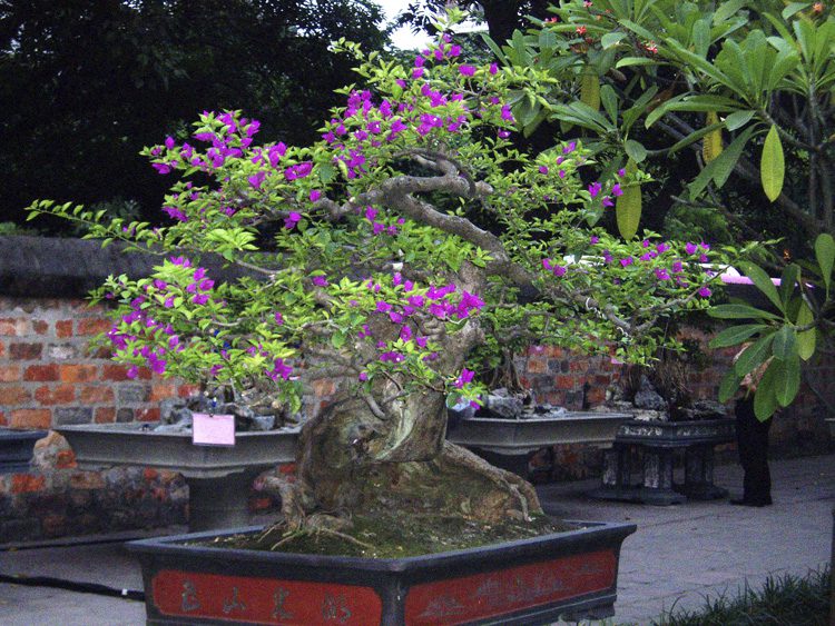 Bougainvillea bonsai tree