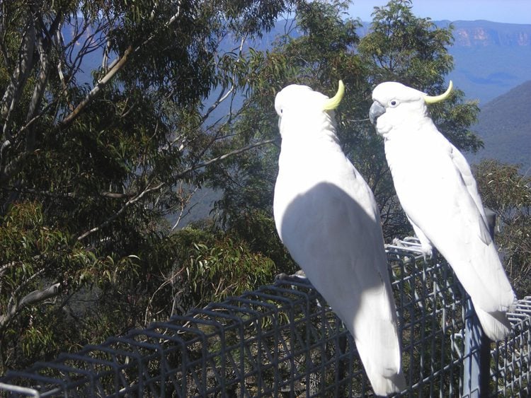Sulphur-crested cockatoos in Wildlife Park, Blue Mountains