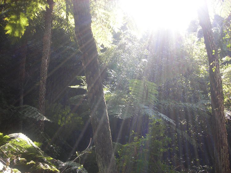 Temperate rainforest in Blue Mountains